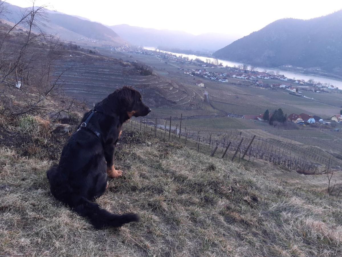 Weinbau Weidenauer *